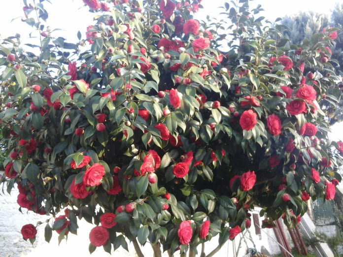 Camelia