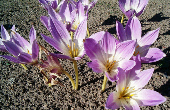 colchico in fiore. Velenoso