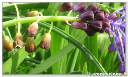 Nella foto: fiore di lampascione con grillo